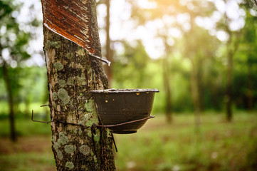 Tapping latex rubber tree, Rubber Latex extracted from rubber tree, harvest in Thailand.