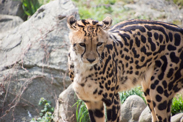 チーター