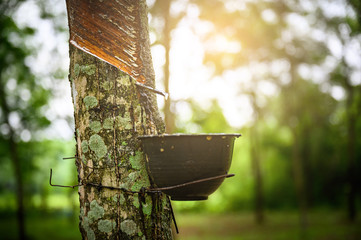 Tapping latex rubber tree, Rubber Latex extracted from rubber tree, harvest in Thailand.