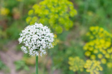 Onion flower with seeds close-up in the garden