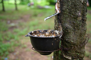 Tapping latex rubber tree, Rubber Latex extracted from rubber tree, harvest in Thailand.