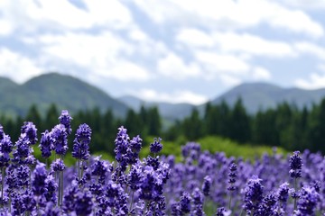 Obraz premium 《美郷町のラベンダー園》秋田県美郷町