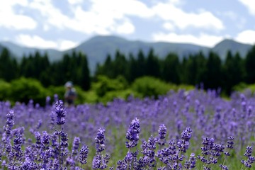 Obraz premium 《美郷町のラベンダー園》秋田県美郷町