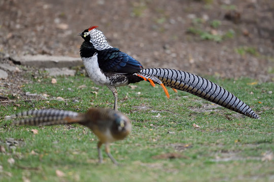 Colourful pheasant with long tail