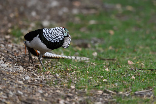 Colourful pheasant with long tail