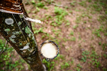 Tapping latex rubber tree, Rubber Latex extracted from rubber tree, harvest in Thailand.