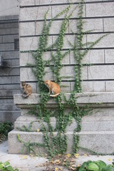 two cats are relaxing on the wall