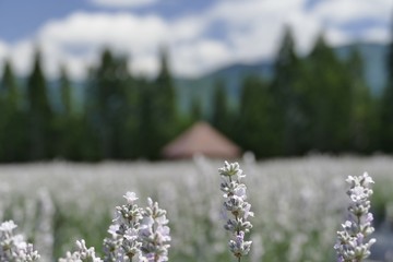 《美郷町のラベンダー園》秋田県美郷町