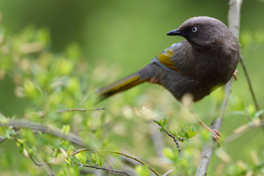 Elliot's laughingthrush bird sit on a tree branch
