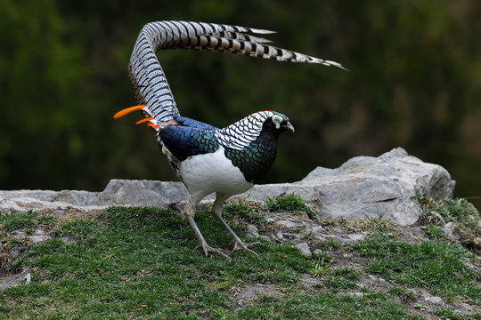 Colourful pheasant with long tail