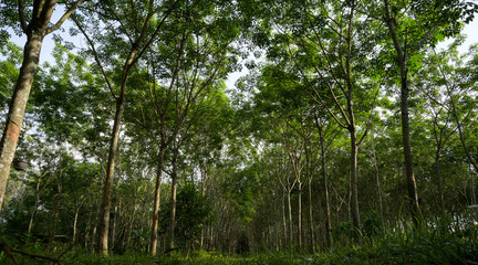 Naklejka premium Rubber tree forest, Rubber Latex extracted from rubber tree, harvest in Thailand.