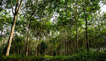 Rubber tree forest, Rubber Latex extracted from rubber tree, harvest in Thailand.