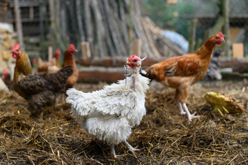 free-range chickens