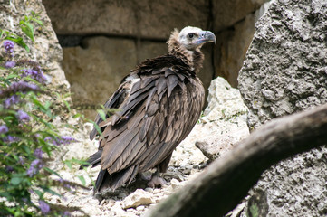 vautour