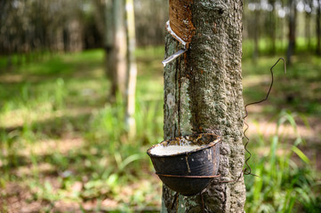 Naklejka premium Tapping latex rubber tree, Rubber Latex extracted from rubber tree, harvest in Thailand.