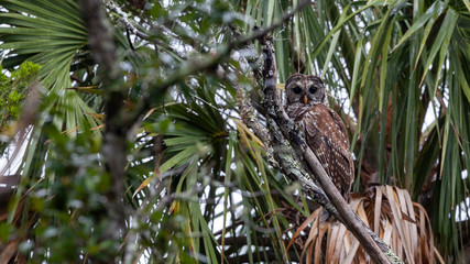 Well camouflaged Barred Owl peers down from a pine tree branch with palm fronds in the background