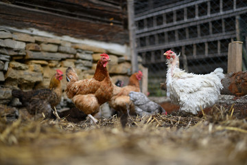 free-range chickens
