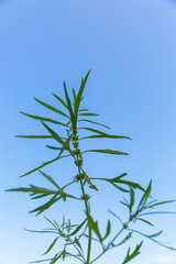Outdoor blue sky background and hand holding leafy motherwort，Leonurus sibiricus L.