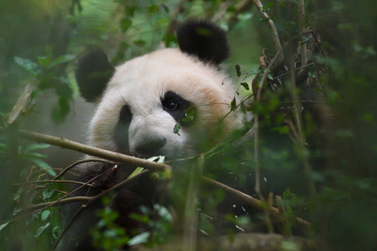 Close up of a Giant panda in a tree