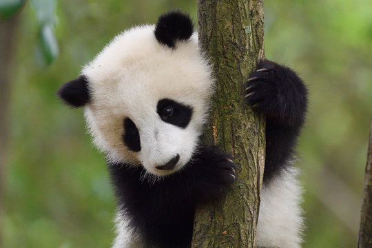 Close up of a Giant panda in a tree