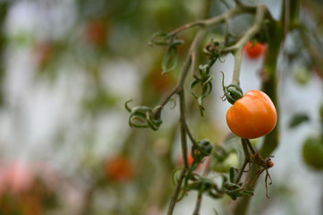 tomato in the greenhouse