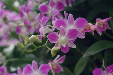 A soft pink bouquet was growing gradually bloom in the garden.