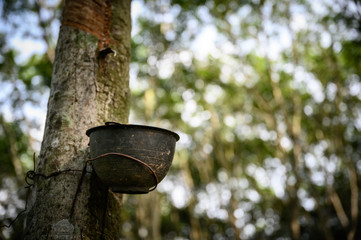 Tapping latex rubber tree, Rubber Latex extracted from rubber tree, harvest in Thailand.