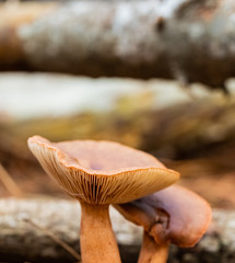 Close-up Mushrooms in a Pine Forest Plantation in Tokai Forest Cape Town
