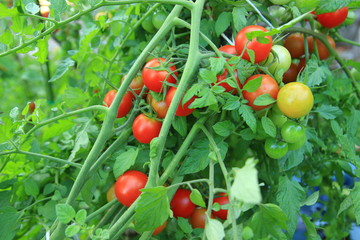 Cherry tomatoes, organic farming