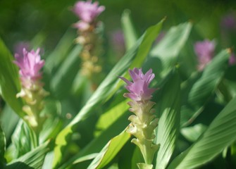 A soft pink flower field was freshing while get sunlight in the morning. 