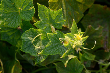 organic cucumber cultivation