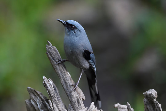 Blue bird sit on a tree trunk
