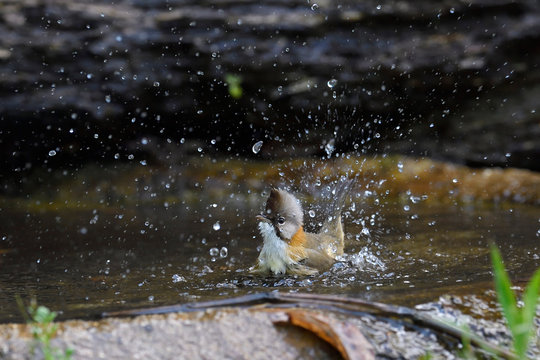 Bird splash in water