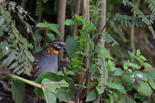 Rufous-throated Partridge in the forest