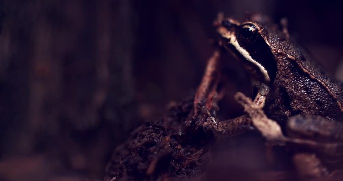Close-up frog in the wild. hid among leaves and sticks. Macro shooting