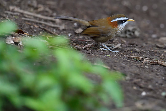 Streak-breasted scimitar babbler bird on the forest ground