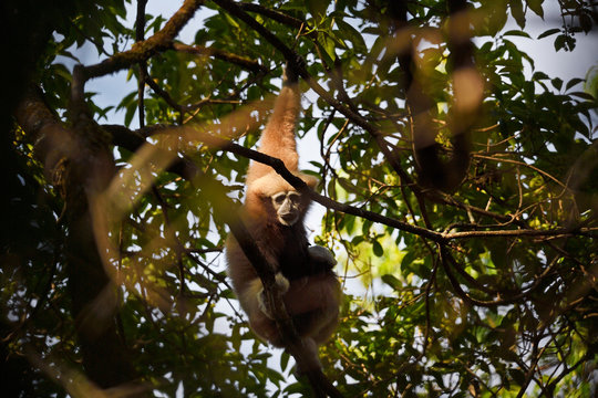 Skywalker hoolock gibbon in a tree