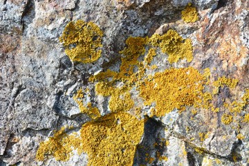 Rock and Lichen