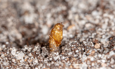 insect earth larva on the sand