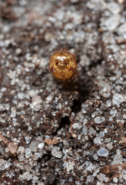 insect earth larva on the sand