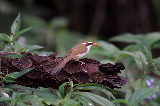 Red-billed scimitar babbler on a tree trunk