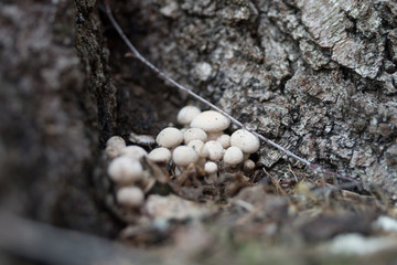 Грибочки(mushroom)