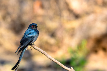 Naklejka premium Ashy drongo of Indian sub-continent