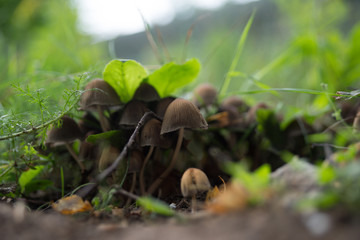 Грибочки(mushroom)