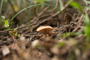 Грибочки(mushroom)