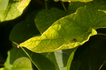 Beetle on green leaf of tree.Nature