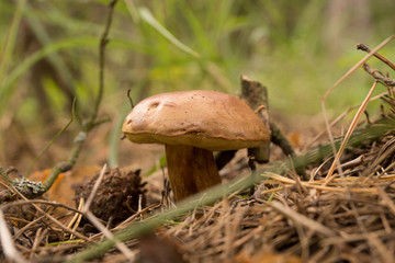 Грибочки(mushroom)
