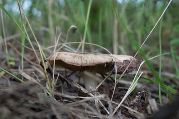 Грибочки(mushroom)