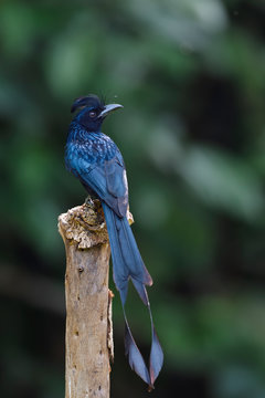 Blue bird with long tail