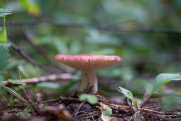 Грибочки(mushroom)